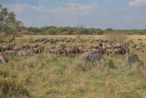 Safári de 3 dias no Maasai Mara