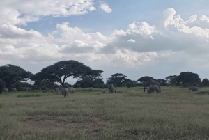 3 jours de safari dans le Maasai Mara