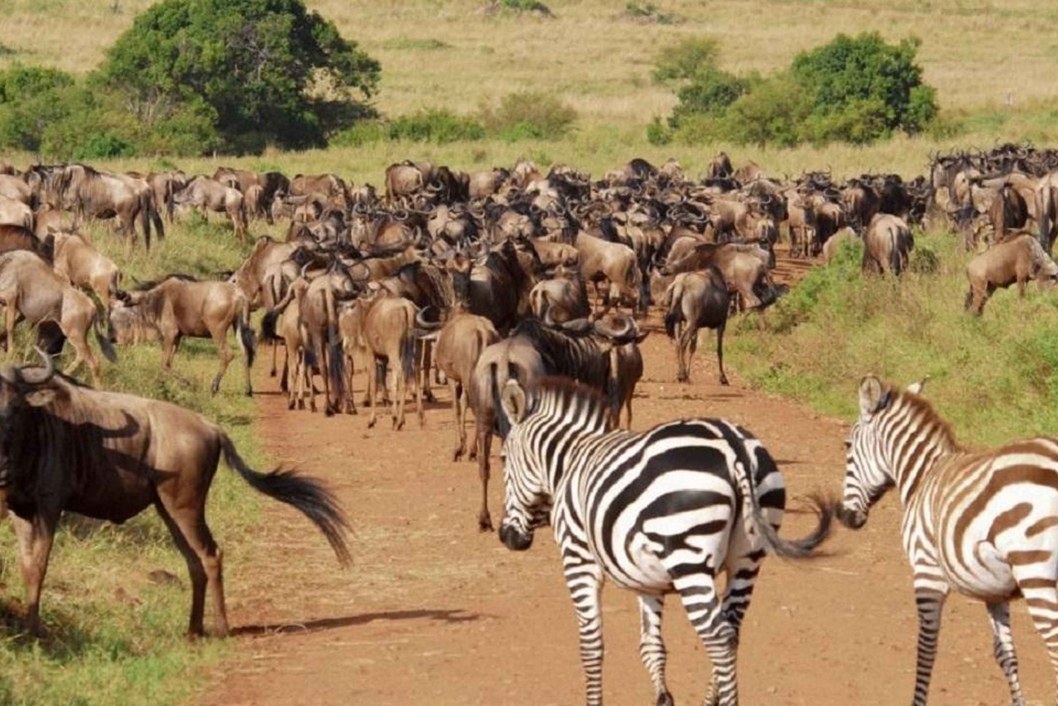 3 Tage Safari zur Saltlick Lodge von Nairobi aus