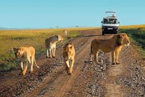 Safari di 3 giorni al Saltlick lodge da Nairobi