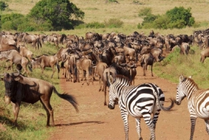 Safari di 3 giorni al Saltlick lodge da Nairobi