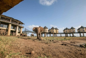 Safari di 3 giorni al Saltlick lodge da Nairobi