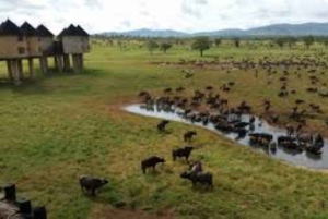 Safari di 3 giorni al Saltlick lodge da Nairobi