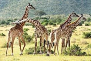 Safari di 3 giorni al Saltlick lodge da Nairobi