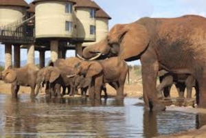 Safari di 3 giorni al Saltlick lodge da Nairobi
