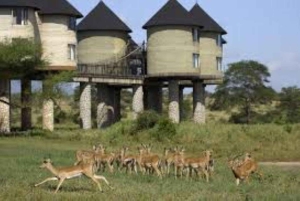 Safari di 3 giorni al Saltlick lodge da Nairobi