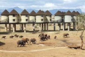 Safari di 3 giorni al Saltlick lodge da Nairobi