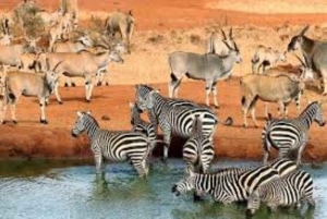 Safari di 3 giorni al Saltlick lodge da Nairobi