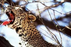 Safari di 3 giorni al Saltlick lodge da Nairobi