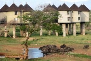 3 Tage Safari zur Saltlick Lodge von Nairobi aus