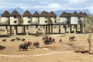 3 Tage Safari zur Saltlick Lodge von Nairobi aus