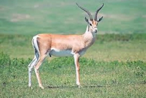 3 Tage Safari zur Saltlick Lodge von Nairobi aus