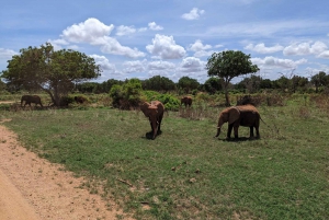 3 Days safari Tsavo East