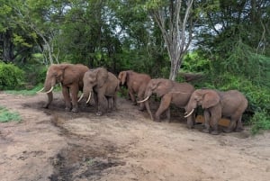 3 jours de safari dans le Tsavo Est au départ de Nairobi ou de la région côtière