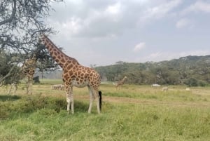 3 dages safari Tsavo Øst fra enten Nairobi \ Kystregionen