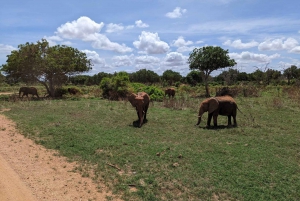 3 Days safari Tsavo East From Either Nairobi \Coast Region