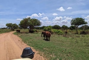 3 dagers safari i Tsavo Øst fra enten Nairobi \ Kystregionen