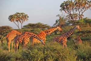 3 Days Samburu Cultural Safari