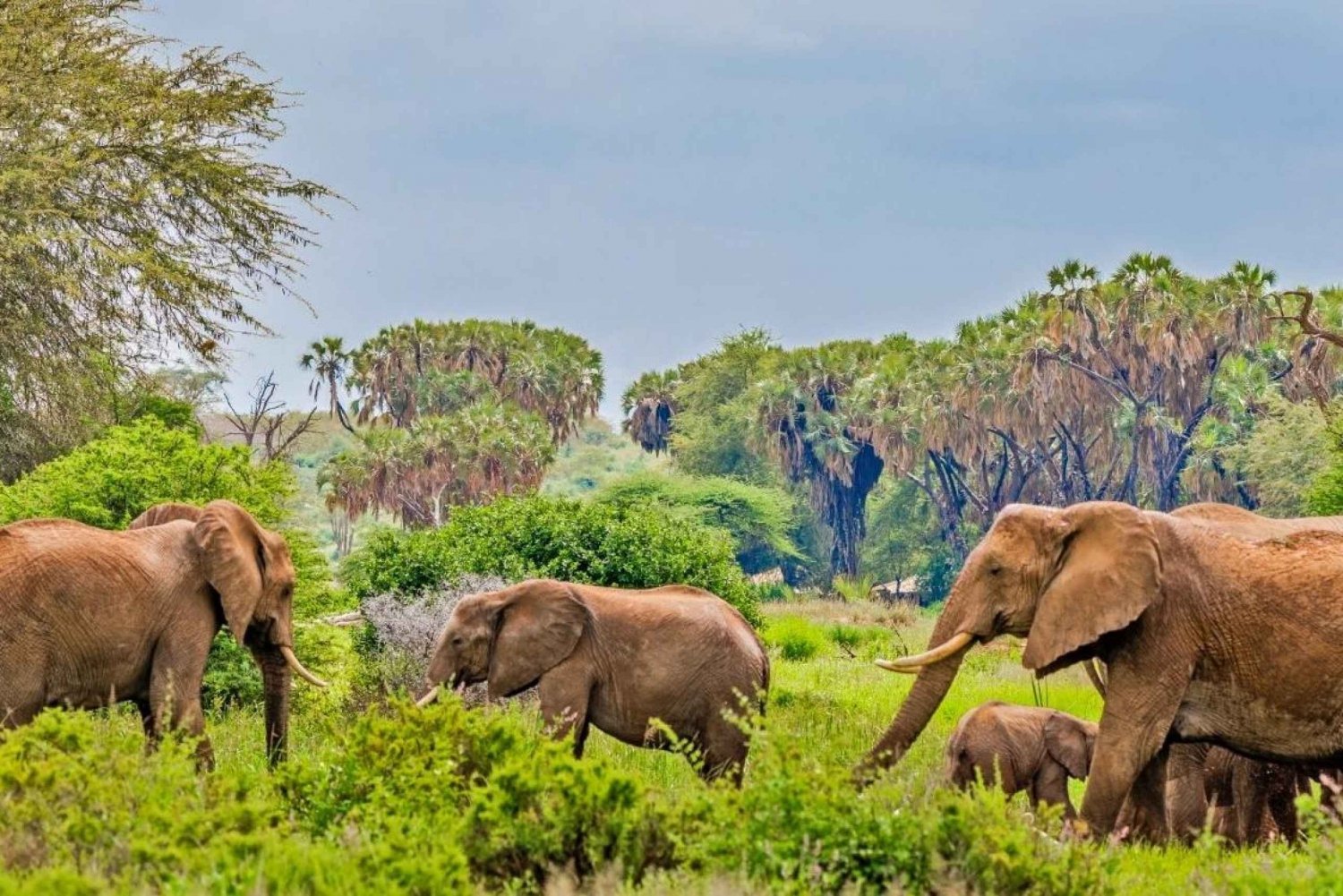 Enthralling-Game-Drive-in-Samburu-National-Reserve