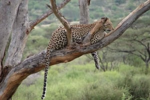 3 Days Samburu National Park private Safari