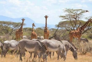 Safari privado de 3 días a Masái Mara desde Nairobi