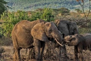 Safari privado de 3 días a Masái Mara desde Nairobi