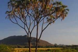 Safari privado de 3 días a Masái Mara desde Nairobi