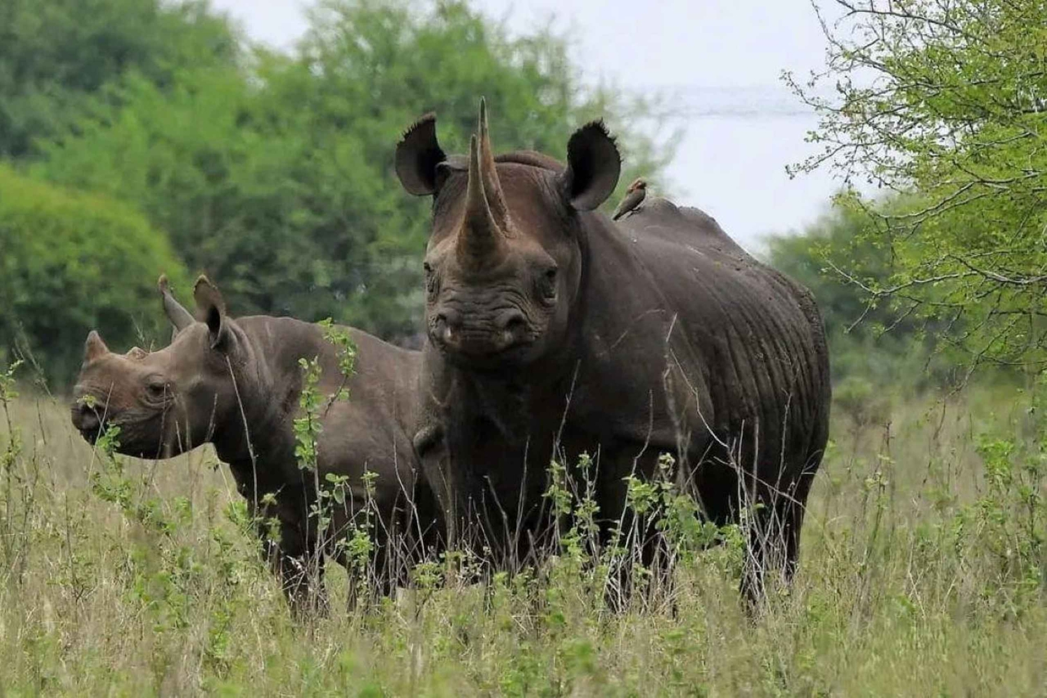 3 Days trip to Ruma National Park from Nairobi