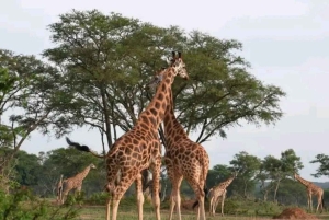 3 Days trip to Ruma National Park from Nairobi