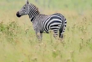 3 Days trip to Ruma National Park from Nairobi