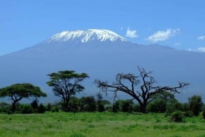 3 DAYS TSAVO EAST- AMBOSELI PARKS FROM MOMBASA/DIANI