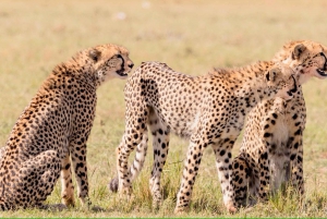 3 days Tsavo East and Amboseli safari from Diani/Mombasa