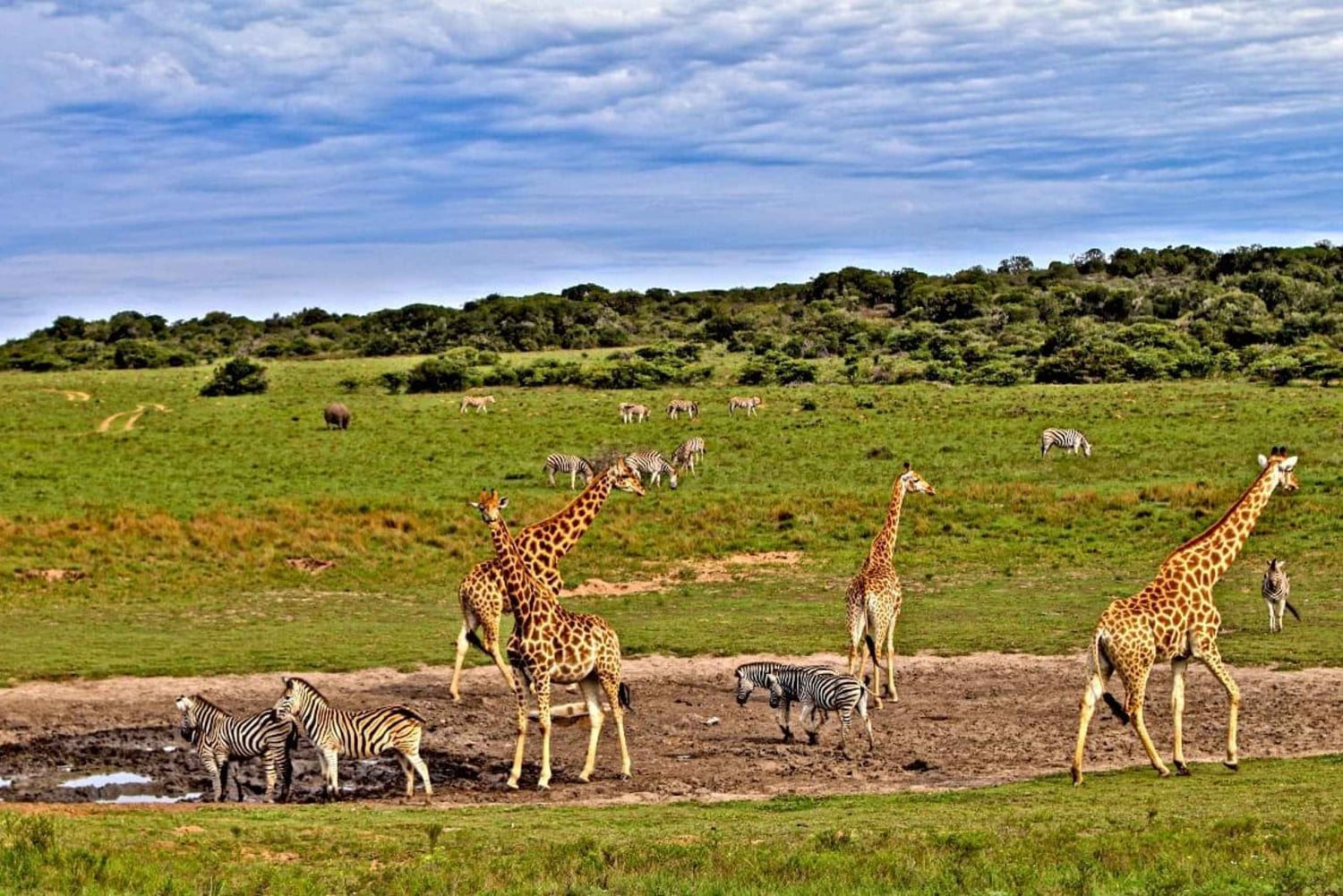 3 dagers safari i Tsavo East og Saltlick fra Diani/Mombasa