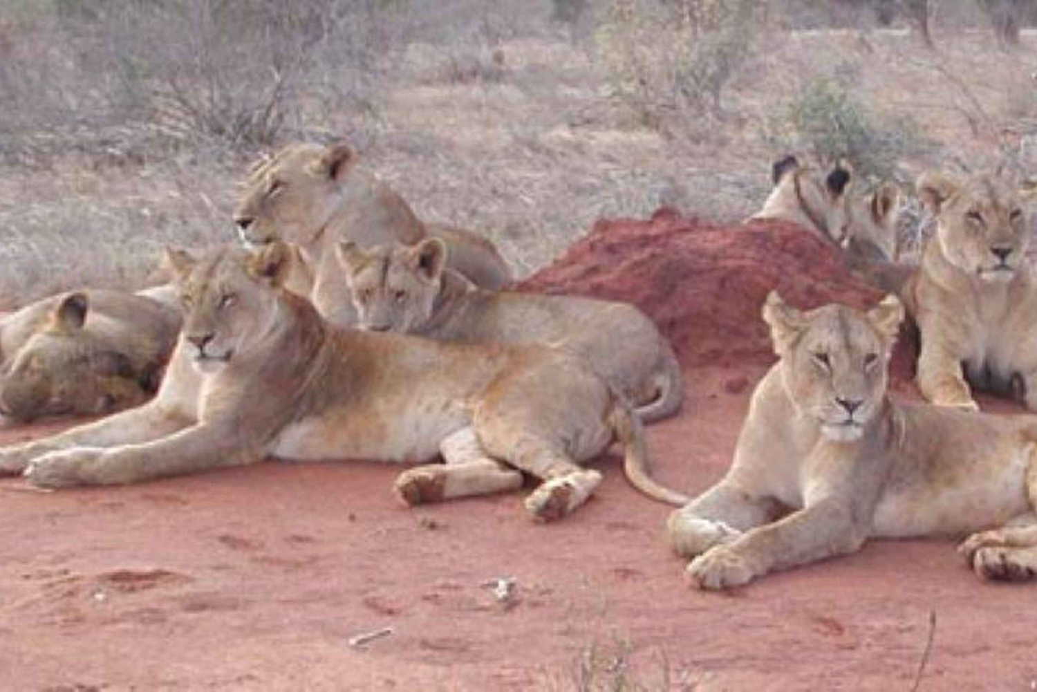 3 dagers safari i Tsavo East og Saltlick fra Diani/Mombasa