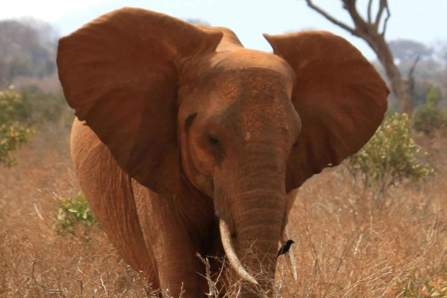 3 päivän ryhmäsafari Maasai Maraan Nairobista