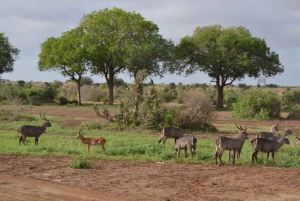 Safari de 3 jours en groupe au Maasai Mara au départ de Nairobi