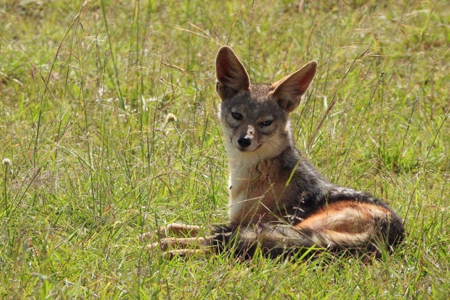 3-dagers safari i Tsavo East nasjonalpark fra Nairobi