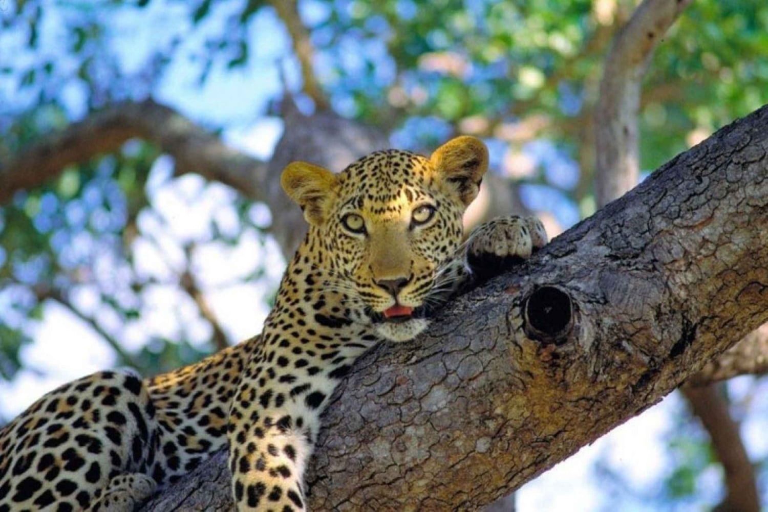 3-dagers safari i Tsavo East nasjonalpark fra Nairobi