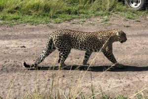 3-dagers safari i Tsavo East nasjonalpark fra Nairobi