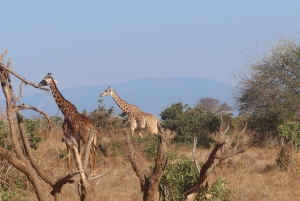 3-dniowe safari Tsavo East i Tsavo West z Diani/Mombasy