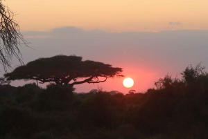 3-dniowe safari Tsavo East i Tsavo West z Diani/Mombasy