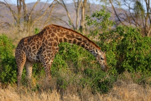 3 Days Tsavo East & Tsavo West safari from Mombasa