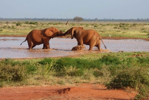 3 Days Tsavo East & Tsavo West safari from Mombasa