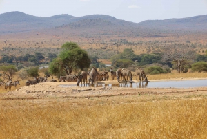 3 dage med højdepunkter fra dyrelivet i Tsavo West National Park