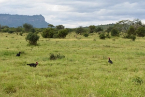 Destaques da vida selvagem do Parque Nacional Tsavo West por 3 dias