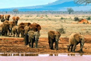 3 dagar Tsavo West National Park Höjdpunkter i djurlivet