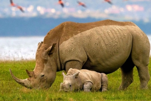 3 Days Unbelievable Lake Nakuru National Park Safari