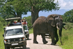 Safari de 3 jours dans le parc national d'Amboseli à l'AA Lodge