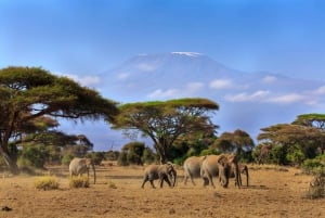 3D-päivän Amboselin kansallispuiston safari AA-lodgessa