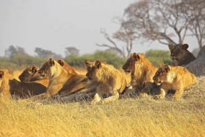 3 Days Masai Mara Gamedrive Safari on 4x4 Landcruiser Jeep